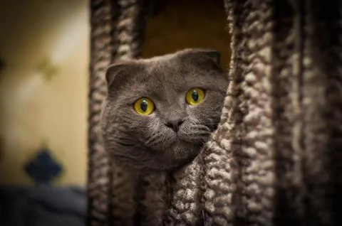 Gray Scottish Folded Cat 库存照片