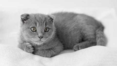 Gray Scottish kitten lies on a light background looks around 動画素材 194393434