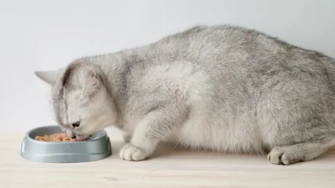Gray scottish straight cat eats food from a bowl Video stock 196371649