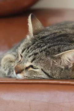 Gray Scottish Straight cat sleeping on the window. Portrait of a beautiful cat Stock Photos