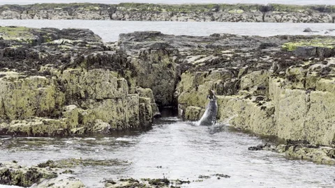 Gray sea falling into the water in rocky coastal tidal pools Stock Footage 336546996