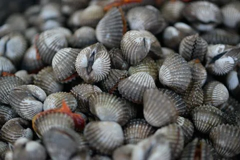 Gray Sea Shells Stock Photos