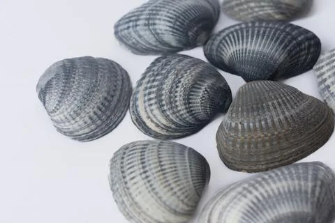 Gray sea shells on white background. Foto stock