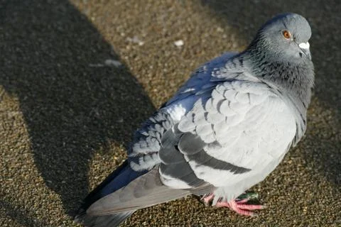 A gray seabird in the sunlight, with its shadow Foto stock