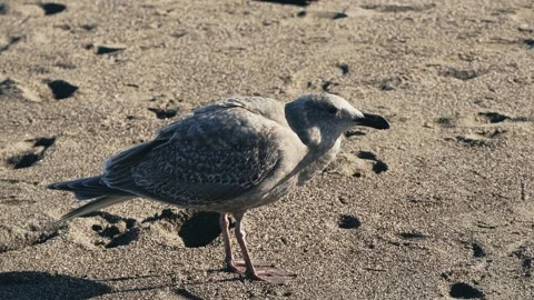Gray seagull on sand Stock Footage 284888423