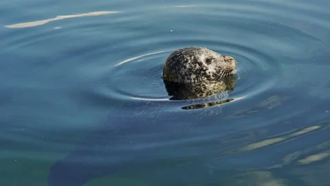 A gray seal basks in the sun while swimming in the Esbjerg Sea Stock Footage 162344927