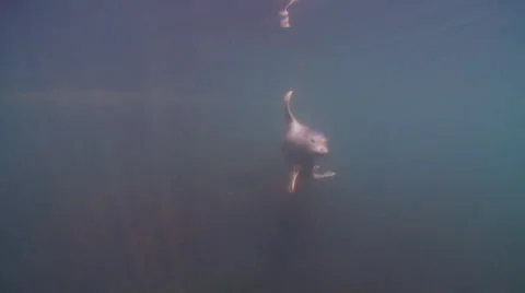 Gray seal  breathing  at surface underwater shot Stock-Footage 47981033