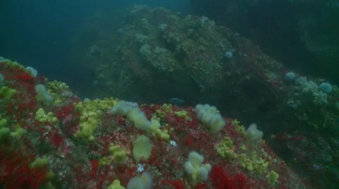 Gray seal colourfull sponge reef Stock Footage 56765770