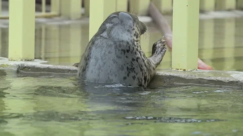 Gray seal Stock Footage 64951172