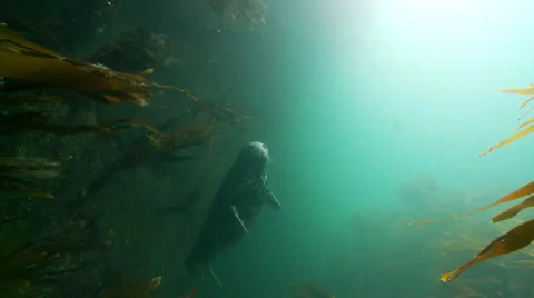 Gray seal  hiding Stock Footage 47980971