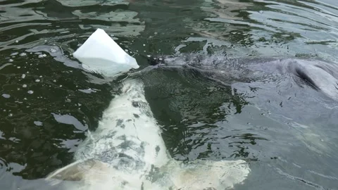 Gray Seal Interacting With Plastic Container in Oceanarium. Horsehead Seal Stock Footage 303707492
