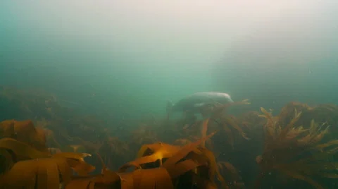 Gray seal  kelp Video stock 47980993