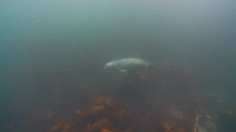 Gray seal kelp reef Stock Footage 47981053