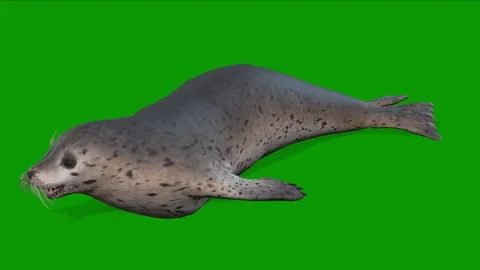 A gray seal lying on green screen 3D rendering animation on green screen Video stock 307997533