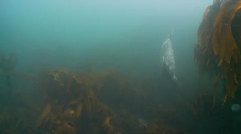 Gray seal swim to camera 動画素材 47981093