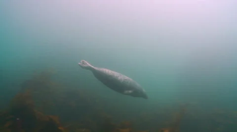Gray seal  swiming left to right Stock Footage 47981026
