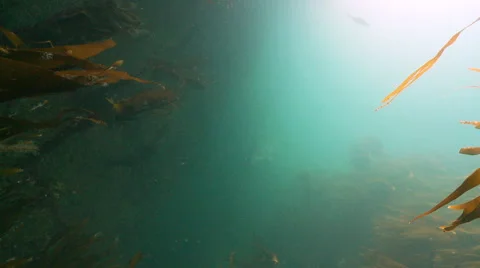 Gray seal  swims into cave Stock Footage 47981130