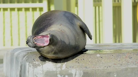 Gray seal under the sun Stock Footage 89133750