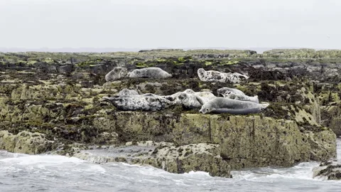 Gray seals resting on moss-covered rocky shore Stock Footage 336544935