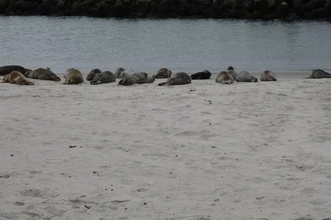 Gray seals on the sandy beach close to the water Stock Photos