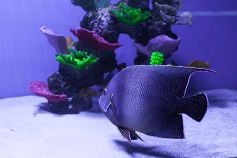 Gray semicircle angelfish Stock Photos