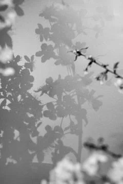 Gray shadow from a flowering branch of cherry. Foto stock