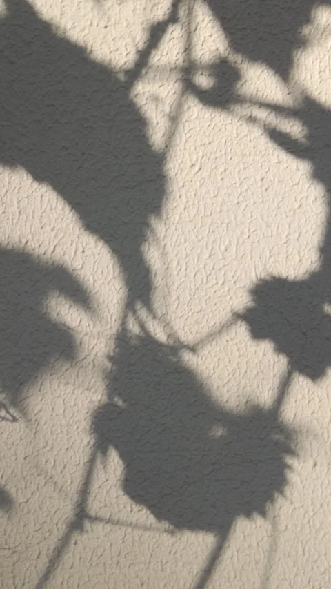 Gray shadow of foliage on plaster. Natural pattern from plants, visual effect Stock Footage 321604511