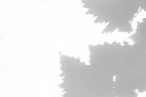 Gray shadow of grape leaves on a white wall Stock Photos
