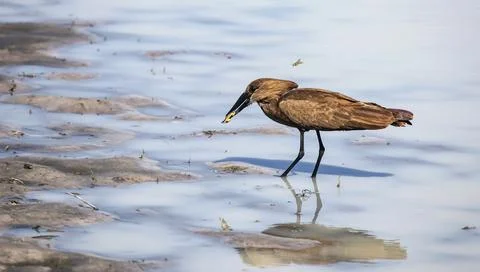 Gray shadow heron catching a frog and a hornet flying by. Foto stock