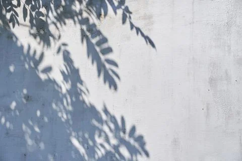 A gray shadow of leaves on a light wall. Abstract neutral background of the Stock Photos