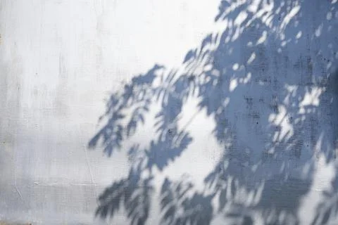 A gray shadow of leaves on a light wall. Abstract neutral background of the Stock Photos
