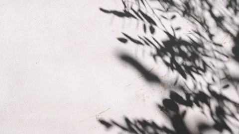 Gray shadow of leaves on white cement wall Abstract Neutral Nature Concept Backg Stock Footage 169165350