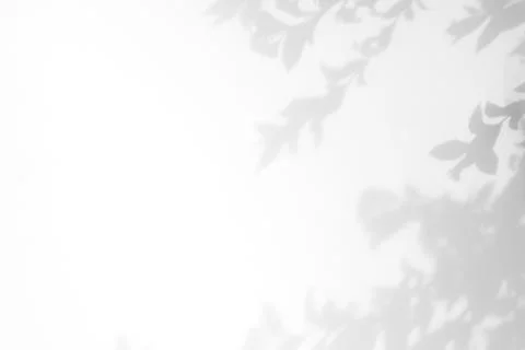 Gray shadow of the leaves on a white wall Stock Photos