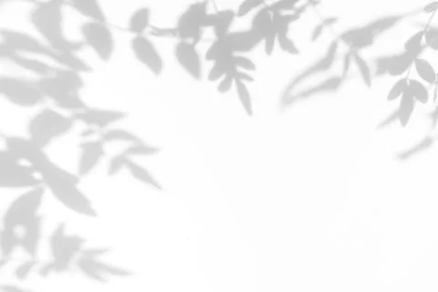 Gray shadow of the leaves on a white wall Stock Photos