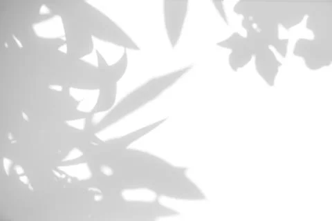 Gray shadow of the leaves on a white wall Stock Photos
