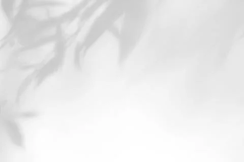 Gray shadow of the leaves on a white wall Stock Photos