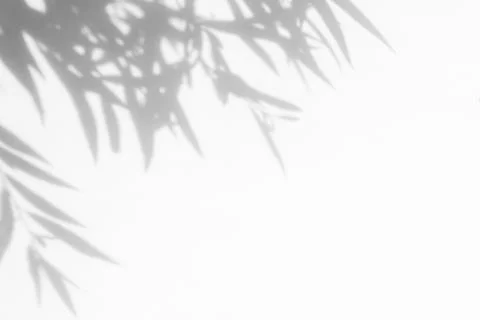 Gray shadow of the leaves on a white wall Stock Photos
