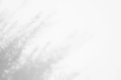 Gray shadow of the leaves on a white wall Stock Photos