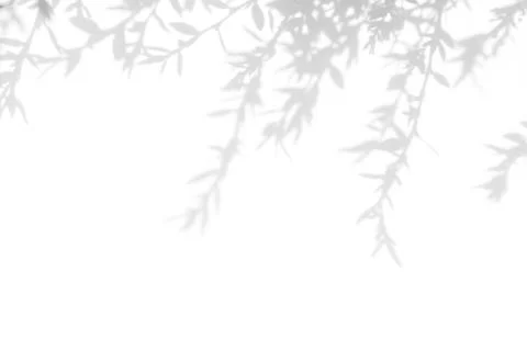 Gray shadow of the leaves on a white wall Stock Photos