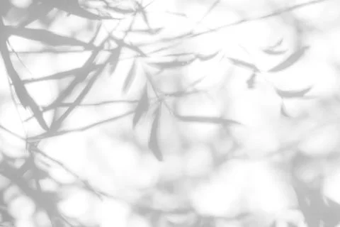 Gray shadow of the leaves on a white wall Stock Photos