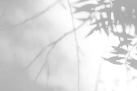 Gray shadow of the leaves on a white wall Stock Photos