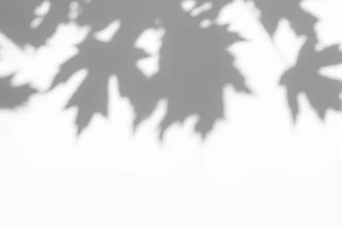 Gray shadow of the leaves on a white wall Stock Photos