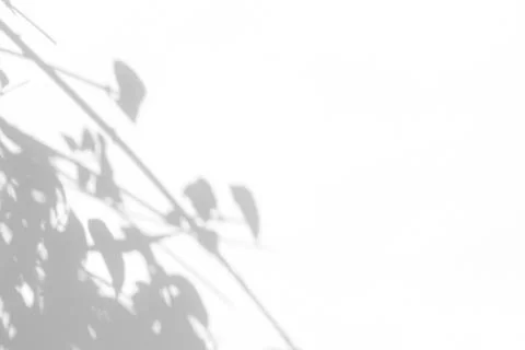 Gray shadow of the leaves on a white wall Stock Photos