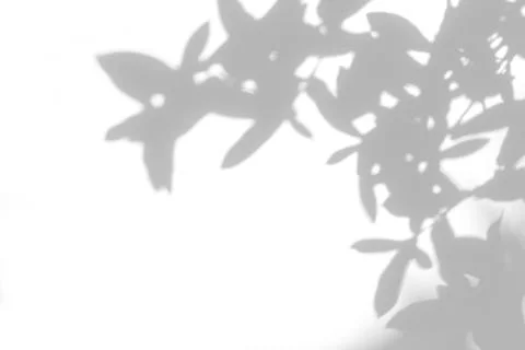 Gray shadow of the leaves on a white wall Stock Photos
