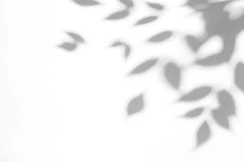 Gray shadow of the leaves on a white wall Stock Photos