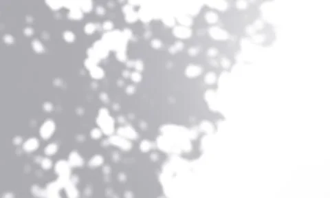 Gray shadow overlay effect mockup of organic tree leaves on a white wall back Foto stock