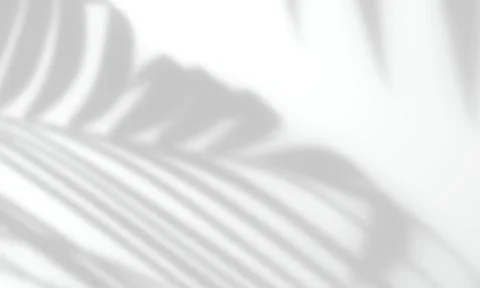 Gray shadow overlay effect of a palm leaf on a neutral white background for p Stock Photos