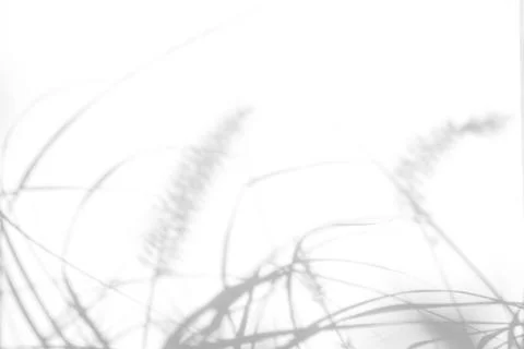 Gray shadows of the delicate grass Stock Photos