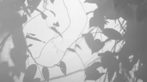 Gray shadows leaf in wind blowing overlay on white concrete wall Stock Footage 167104781
