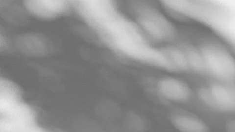 Gray shadows leaf in wind blowing overlay on white concrete wall Stock Footage 167104924